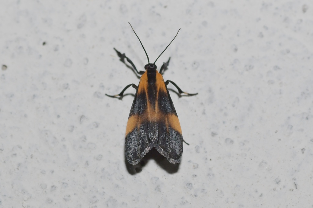 Lycomorphodes flavipars
