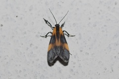 Lycomorphodes flavipars