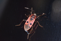 Physopelta parviceps