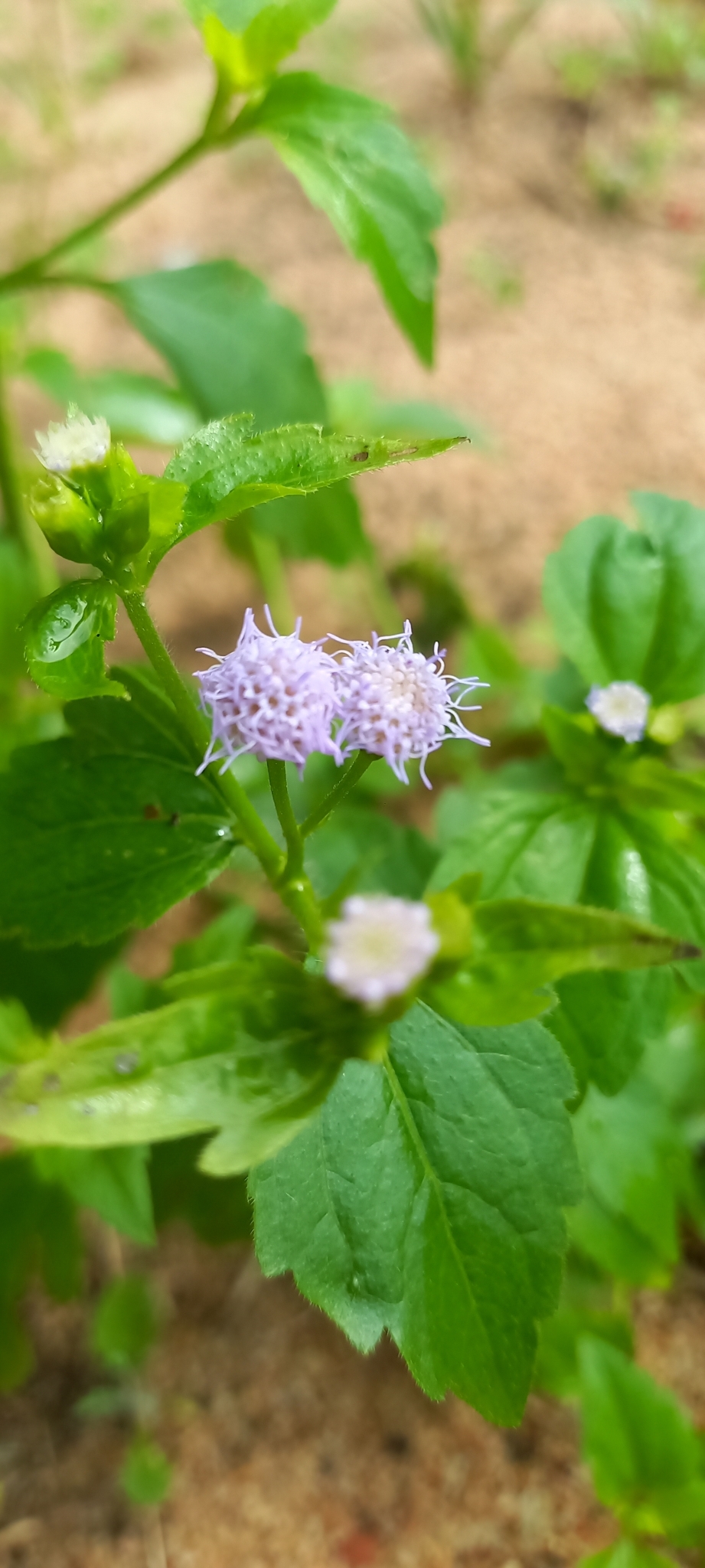 Praxelis clematidea