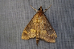 Ostrinia zaguliaevi