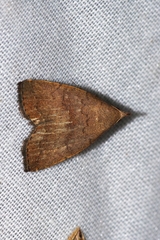 Polypogon ryukyuensis