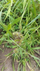 Setaria macrostachya