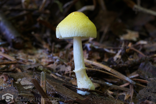 Pluteus fenzlii