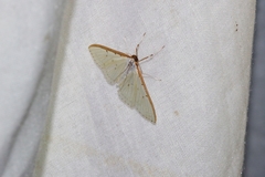 Palpita nigropunctalis