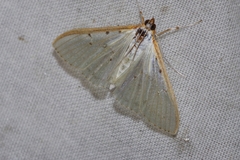 Palpita nigropunctalis