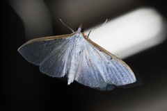 Palpita nigropunctalis