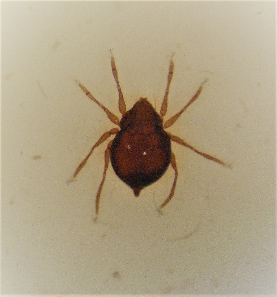 Selnickidae