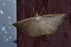 Plesiomorpha flaviceps