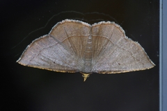 Plesiomorpha flaviceps