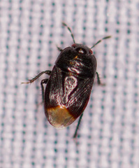 Melanaethus subglaber