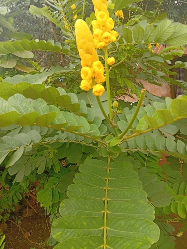 Candelabra Bush