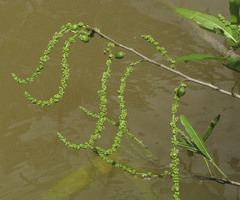 Alchornea castaneifolia