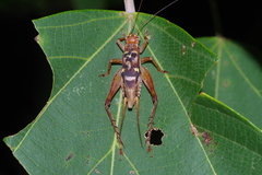 Cardiodactylus guttulus