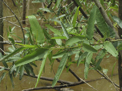 Alchornea castaneifolia