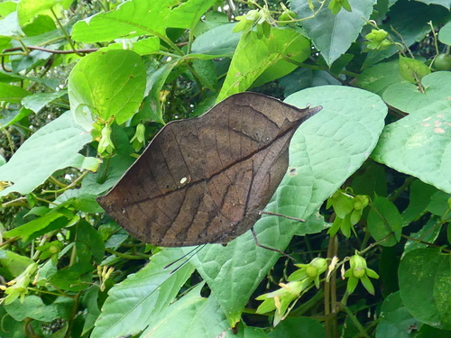 Orange Oakleaf
