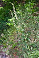 Digitalis lutea