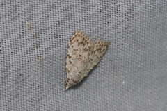 Nola thyrophora