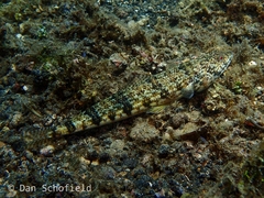 Synodontidae