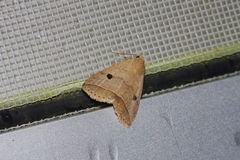 Bocula caradrinoides