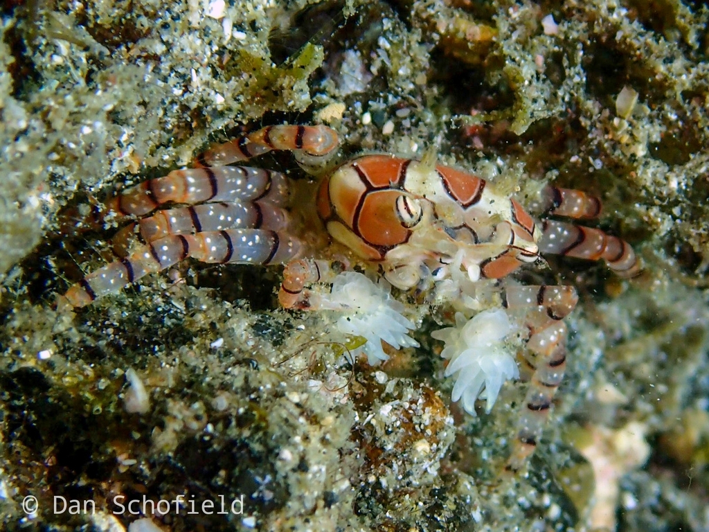 carrying crab