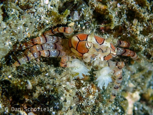 carrying crab
