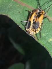 Chauliognathus limbicollis