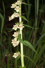 Digitalis lutea