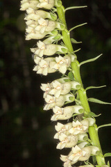 Digitalis lutea