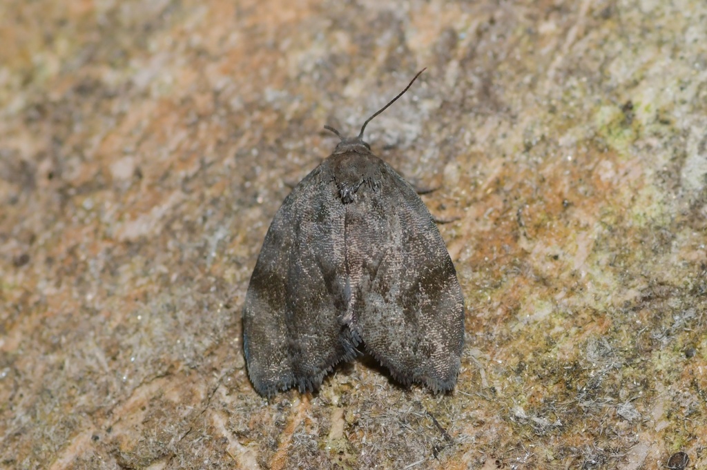 Clemensia russata