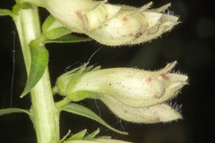 Digitalis lutea
