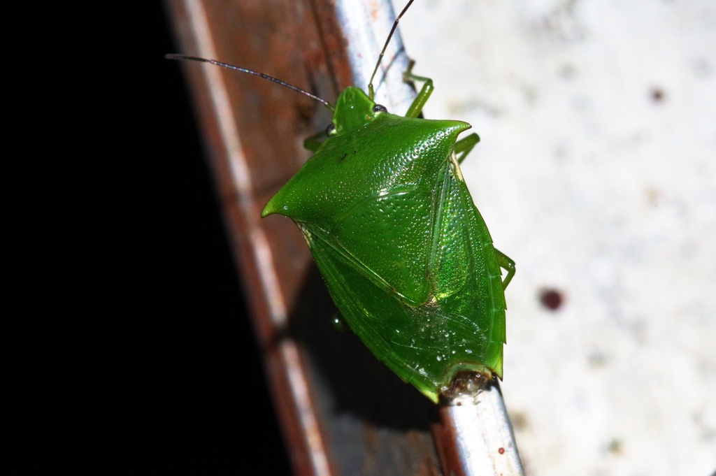 Vitellus orientalis