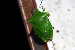 Vitellus orientalis