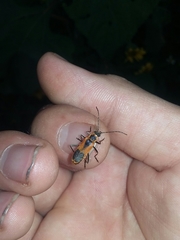 Chauliognathus limbicollis