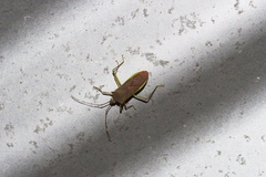 Paradasynus spinosus