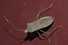 Paradasynus spinosus