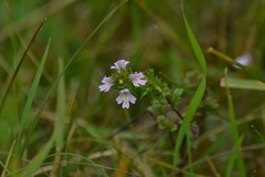 Euphrasia pectinata