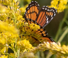 Limenitis archippus watsoni
