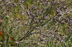 Limonium californicum
