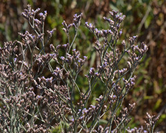 Limonium californicum