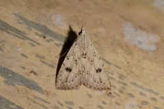 Scolecocampinae