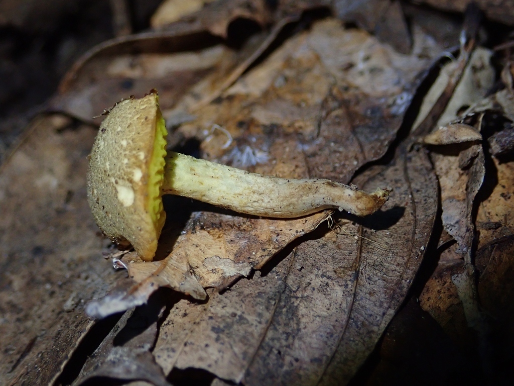 Xerocomus parvulus