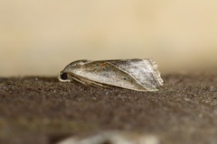Micrathetis dasarada