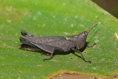 Maculiparia rotundata