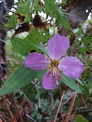 Rhexia mariana interior