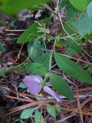Rhexia mariana interior