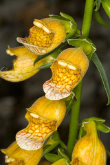 Digitalis laevigata