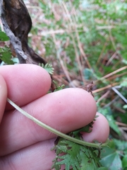 Rhexia mariana interior