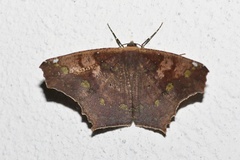 Paragonia cruraria