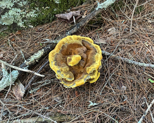 New World Dyer's Polypore
